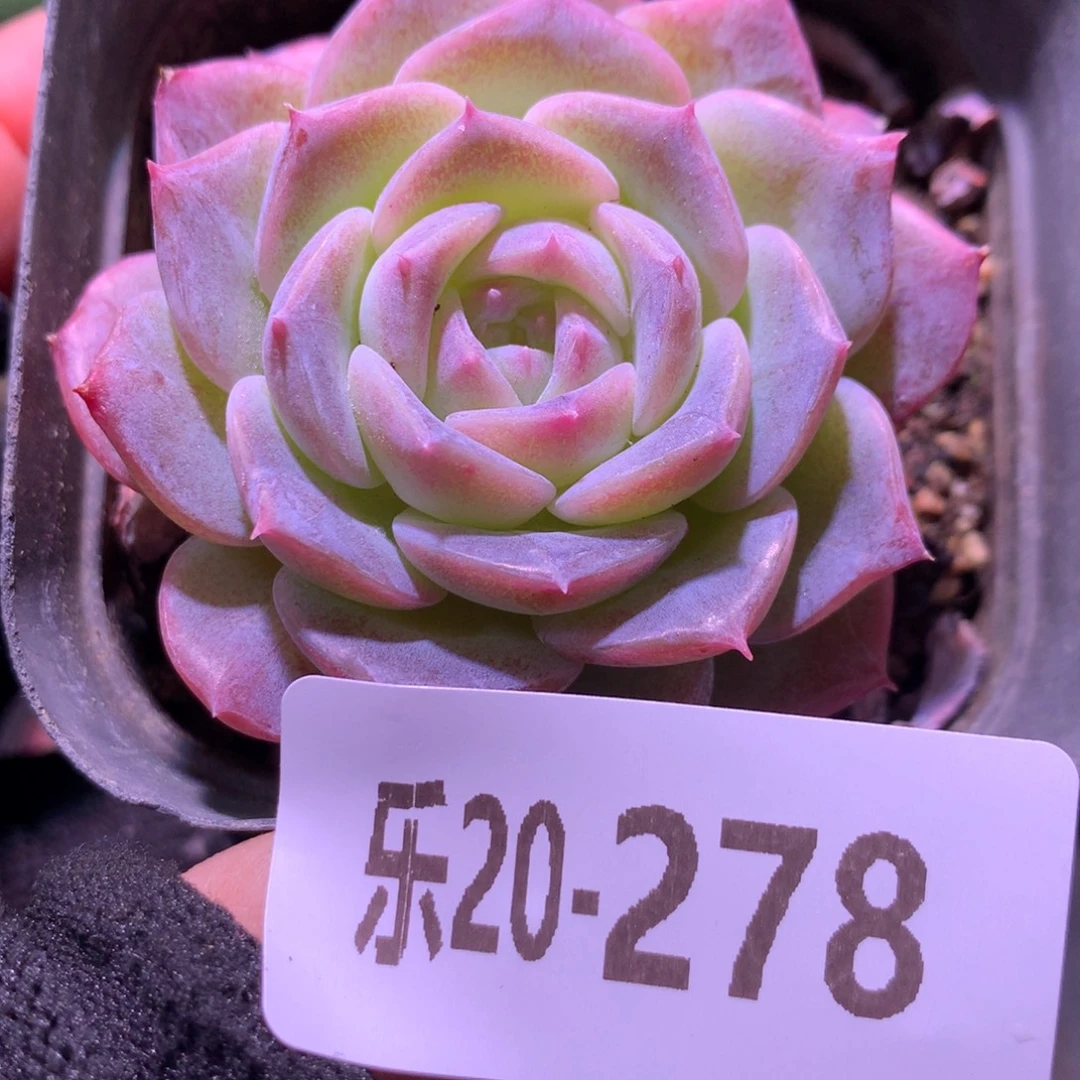 乐然20-278 纯爱