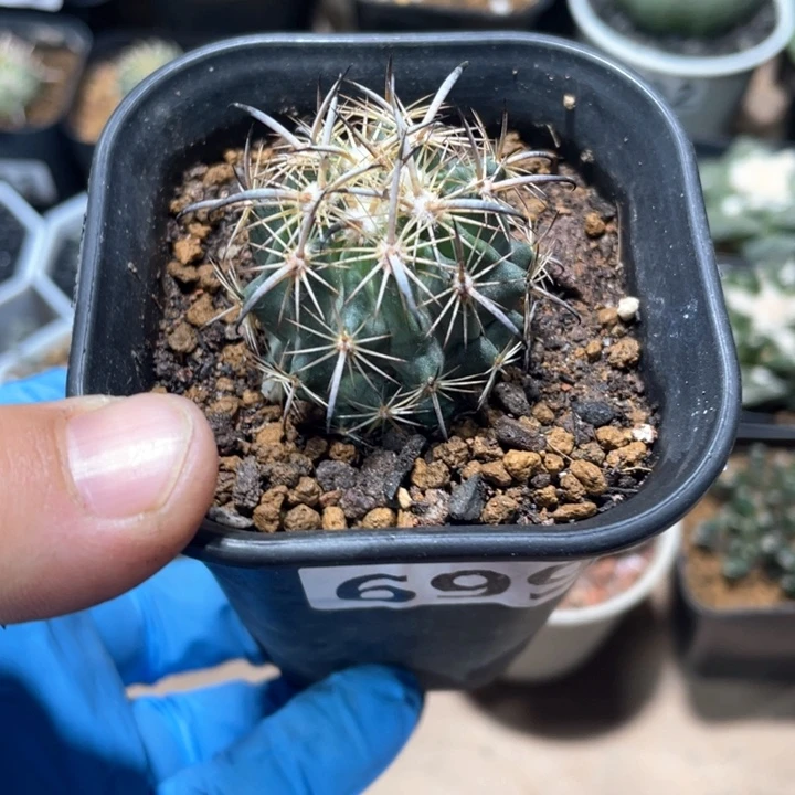 699实生狂刺虎爪玉