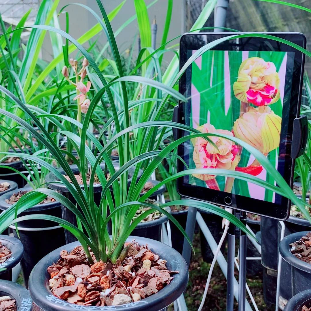 当前无花栽培后可以开花