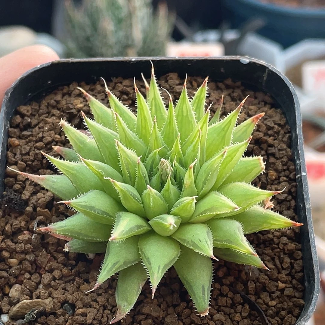 实生原始种 致远多肉