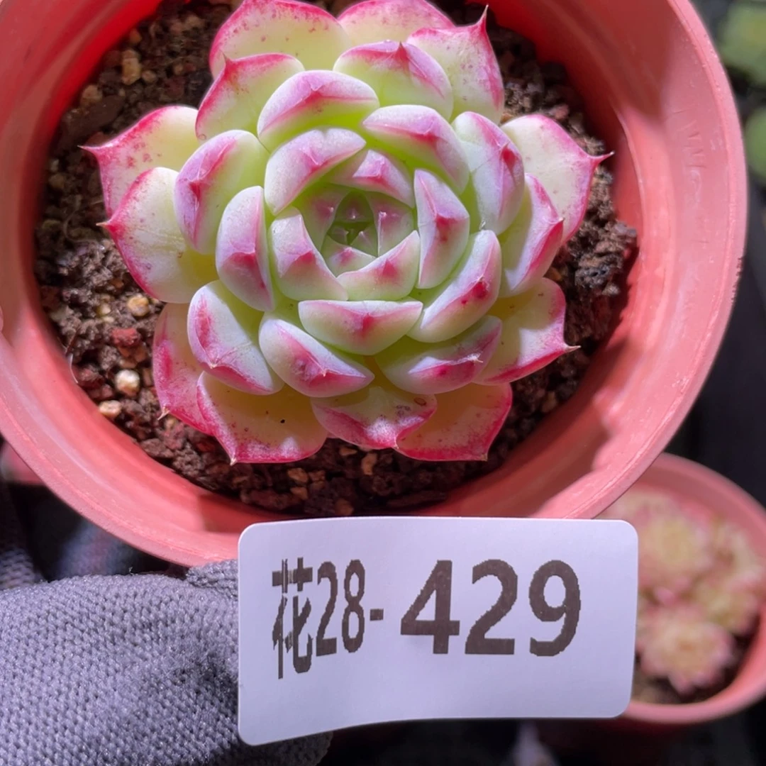 花利美28-429画扇