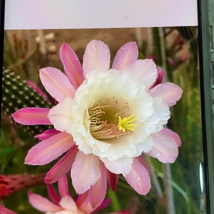 仙人球卡布奇诺自根一个20公分