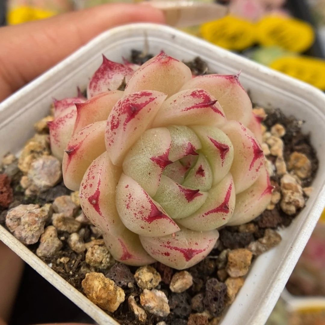 边线麦秆可拍1036号。