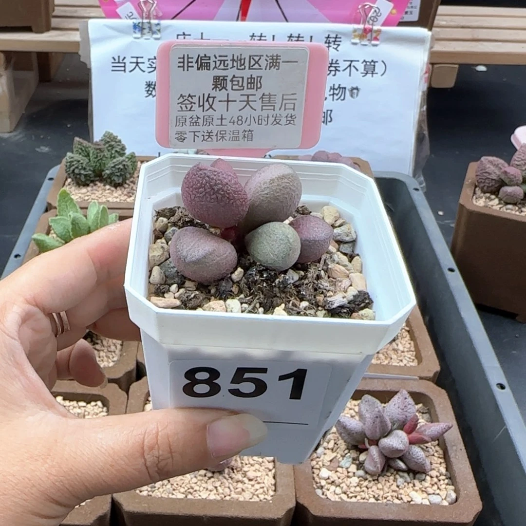 一****山851粉红哈密瓜多肉植物