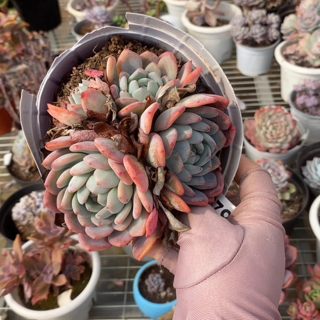 679全明星一物一拍