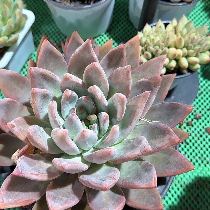圣徒多肉植物的生长