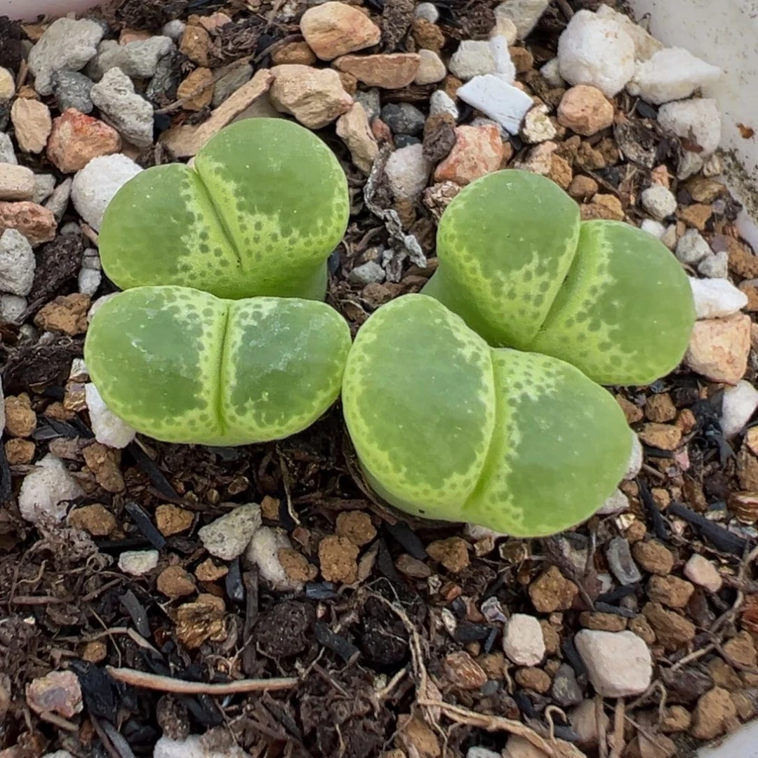 081多肉植物种类多样