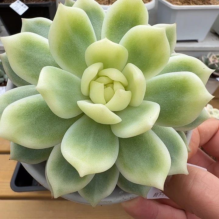 霜花11111119-174