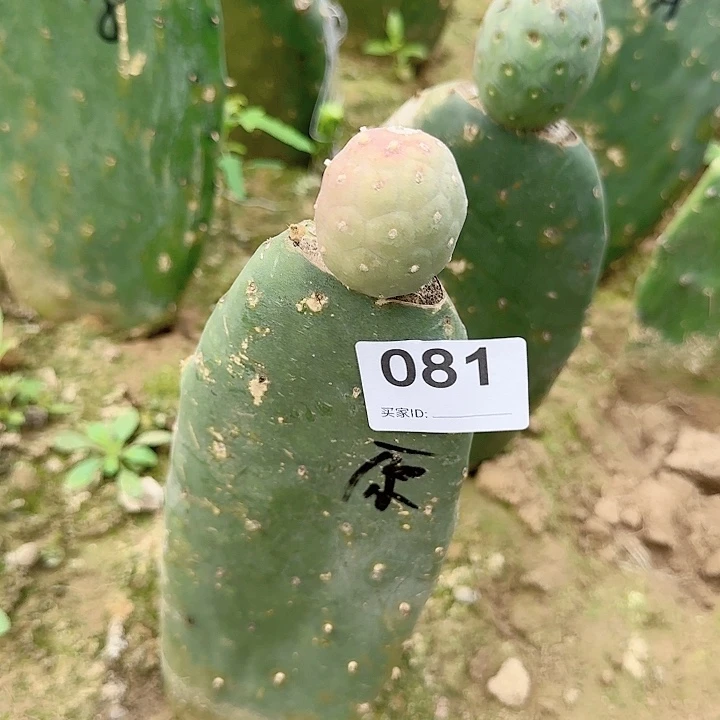 巨型老家无刺习志野微瑕晒伤