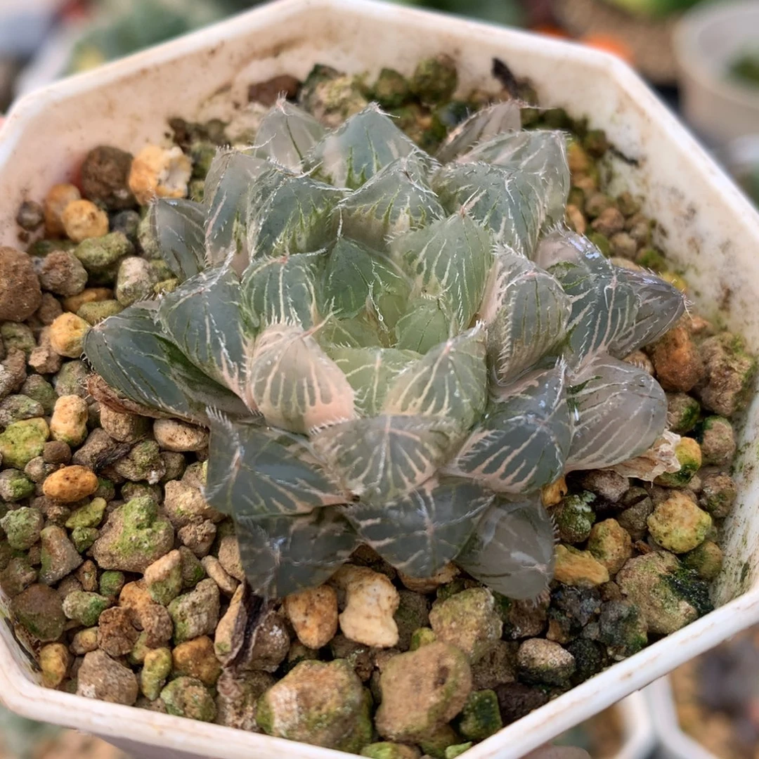 冰魄玉露锦，带盆一起