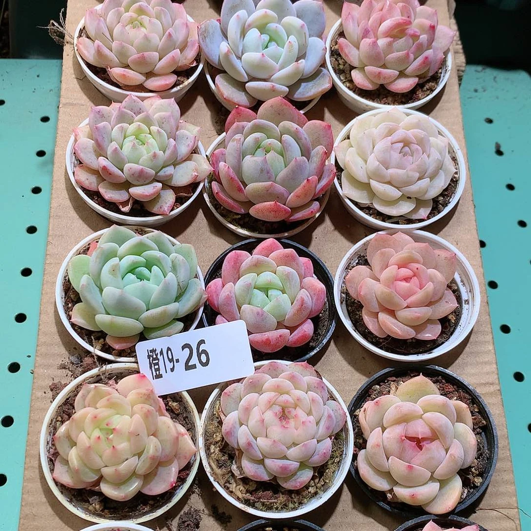 19-26一物一拍带盆18颗。