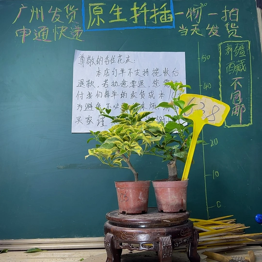 当前无花栽培后可以开花橙冰掌中宝 巴西紫掌中宝638
