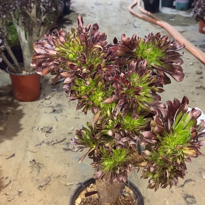 黑法缀多肉植物9。