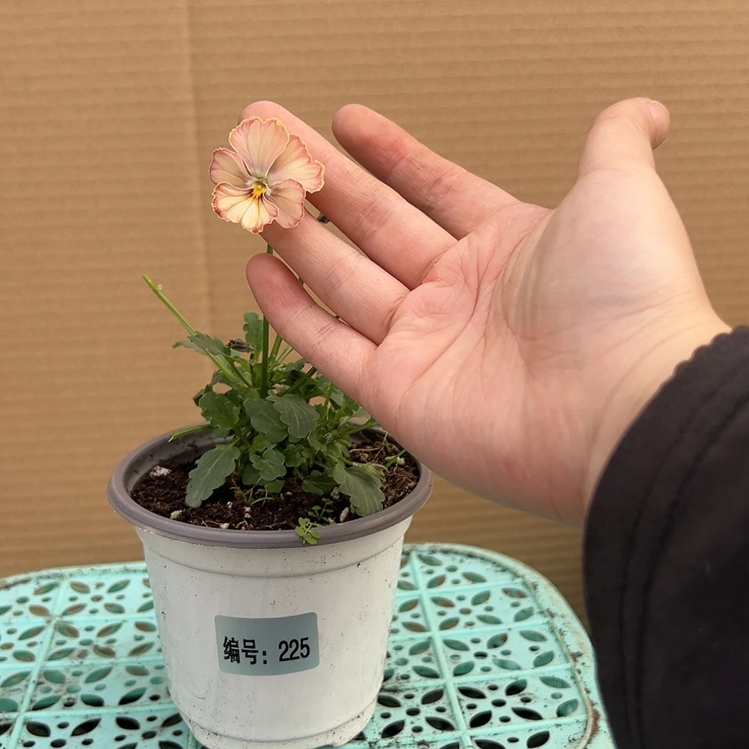 【闪购商品】完全开放225号