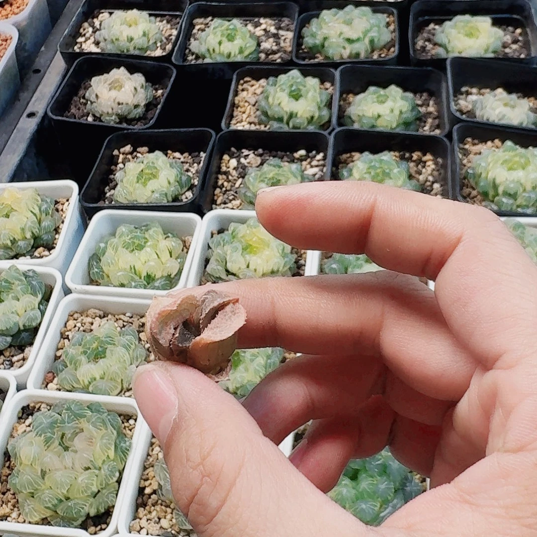 ****十二卷 五百黑碟龙锦