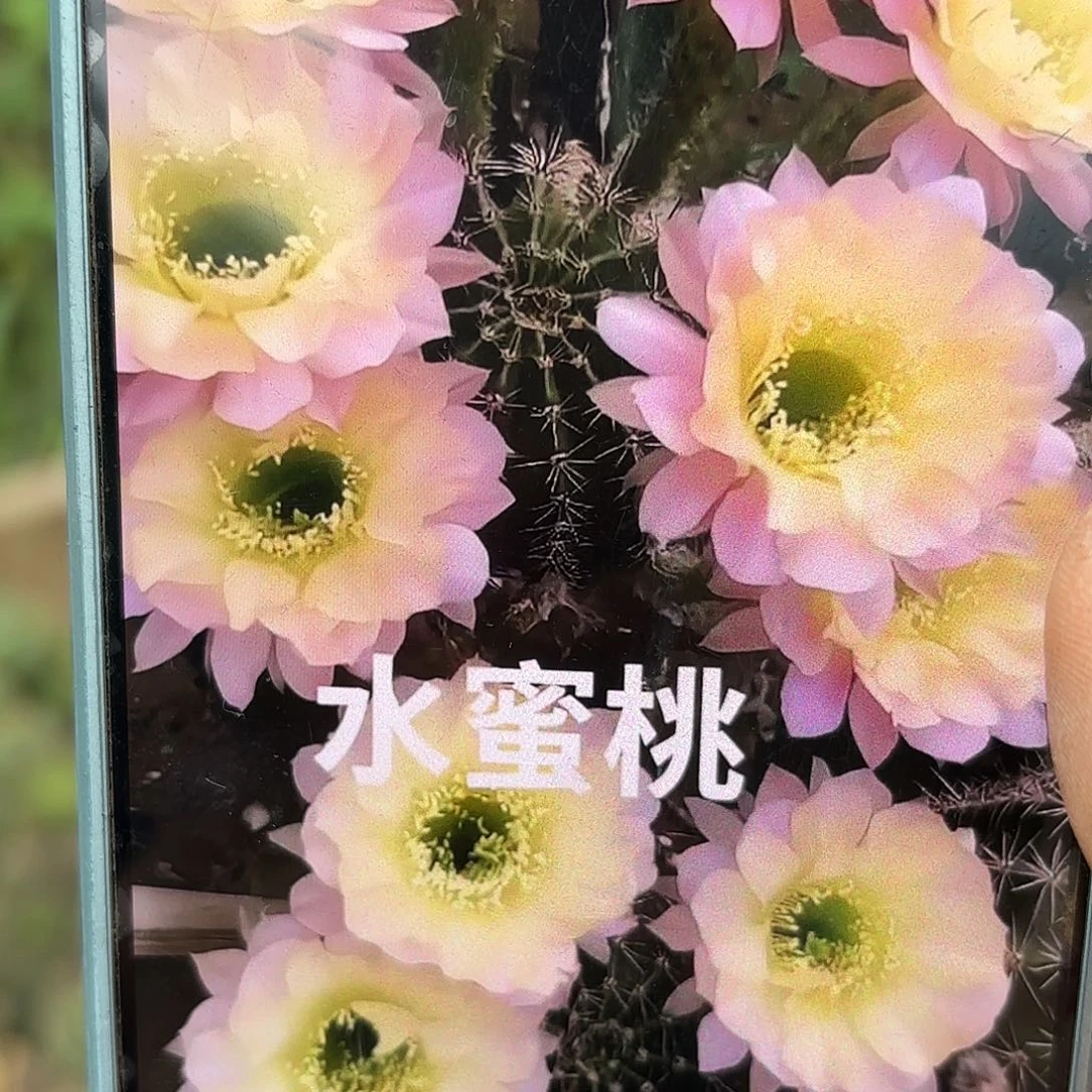 水蜜桃无根侧牙四五公分