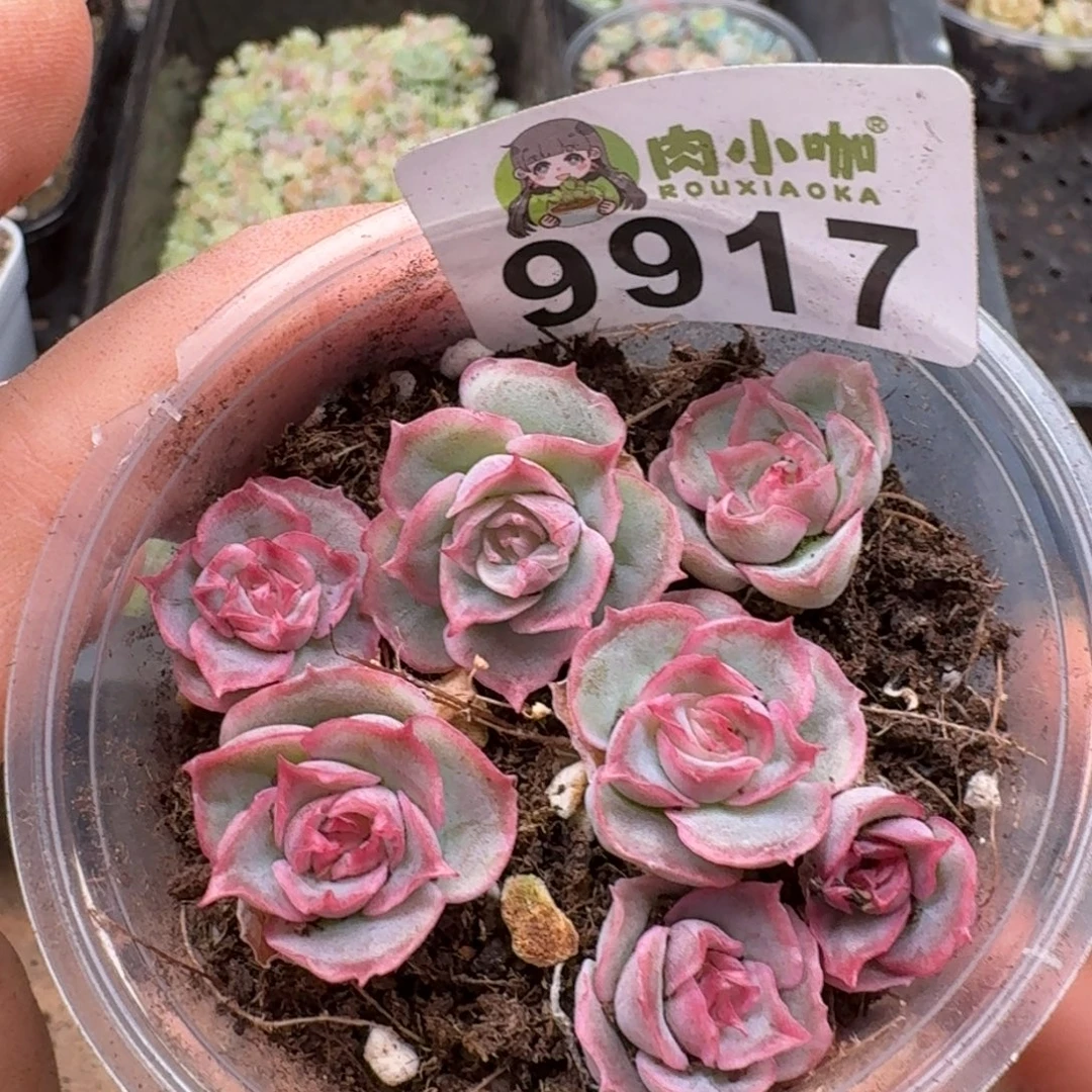 *****多肉植物多肉植物