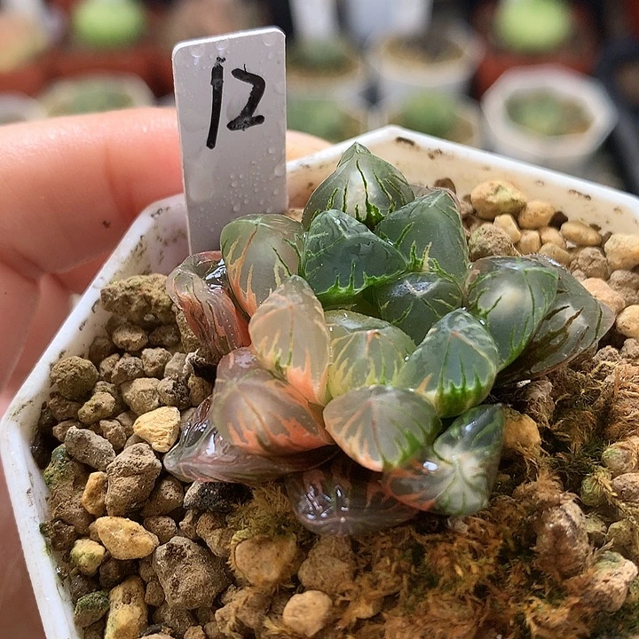 老川玉露锦带盆土okkul