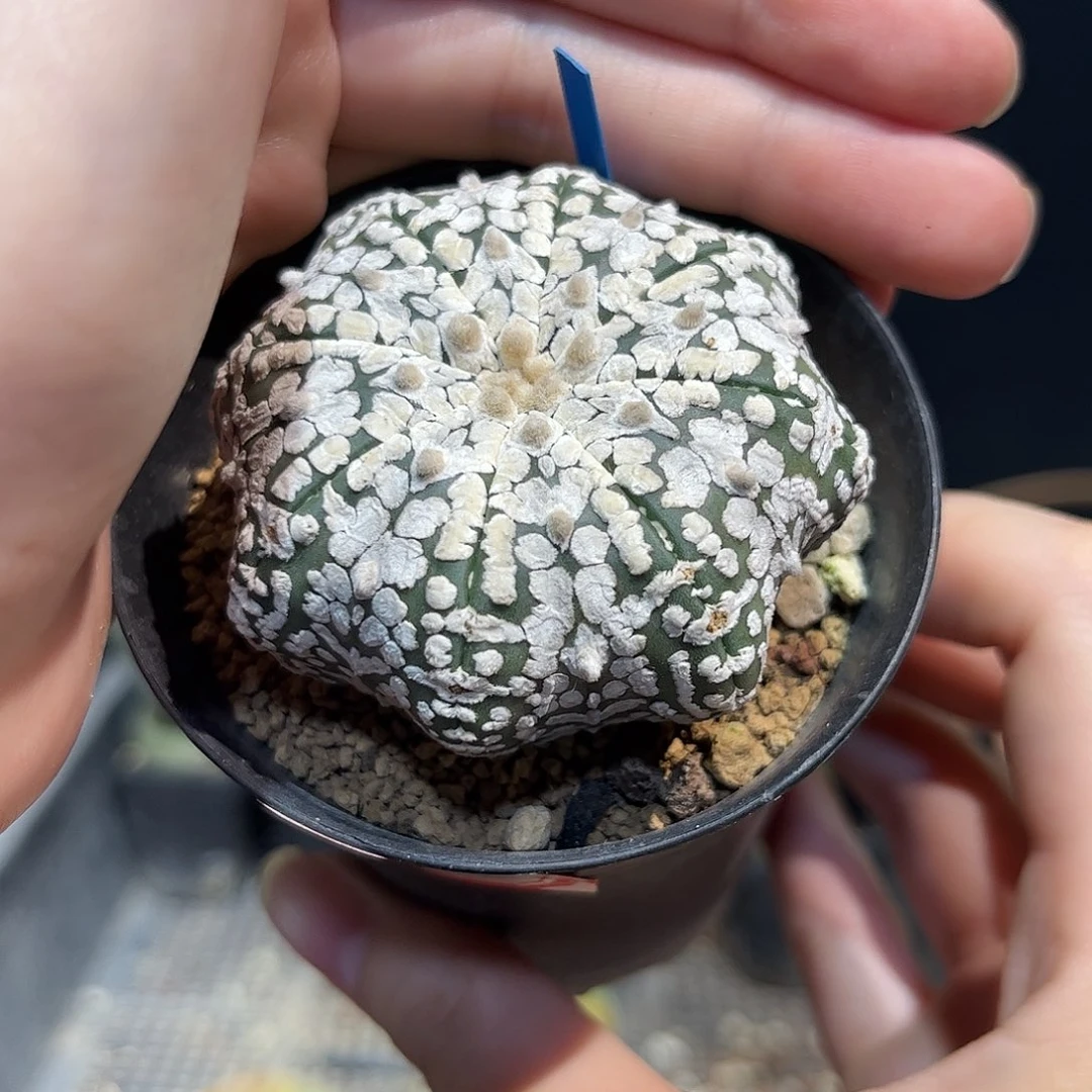 1号5.8cm实生浓白海星兜