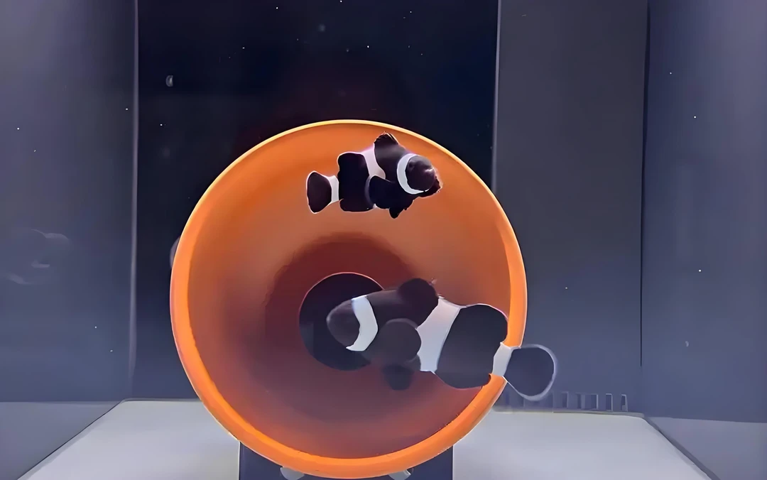 海水热带，奥黑小丑鱼，人工繁殖皮实好养