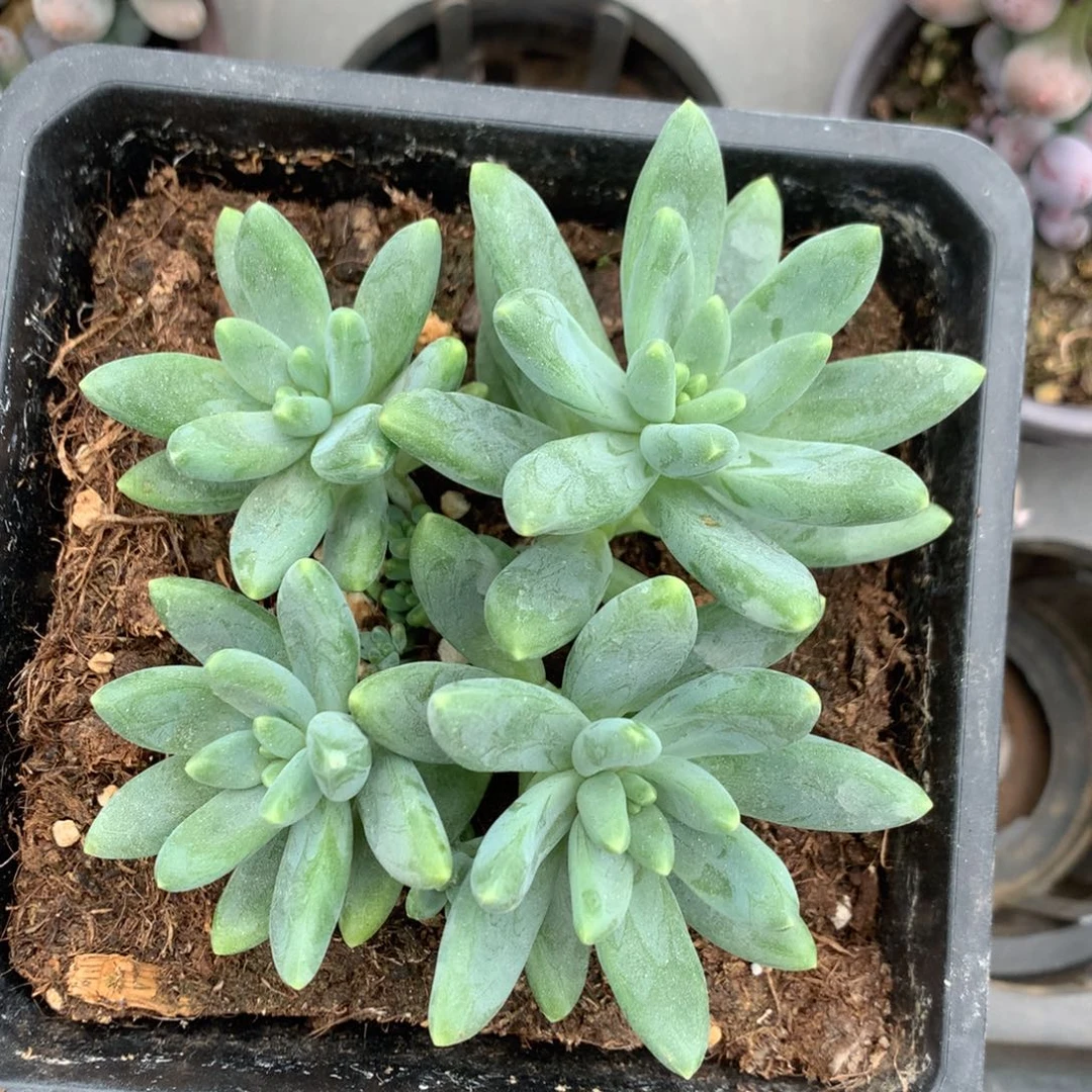 阿蒂斯托无砍平头一物一拍
