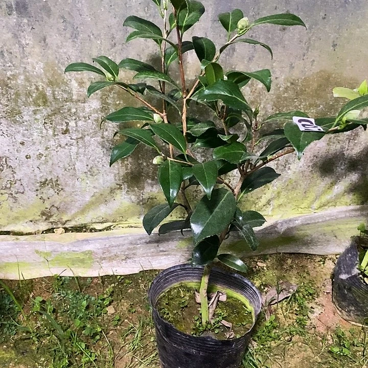 无花朵紫螺旋。