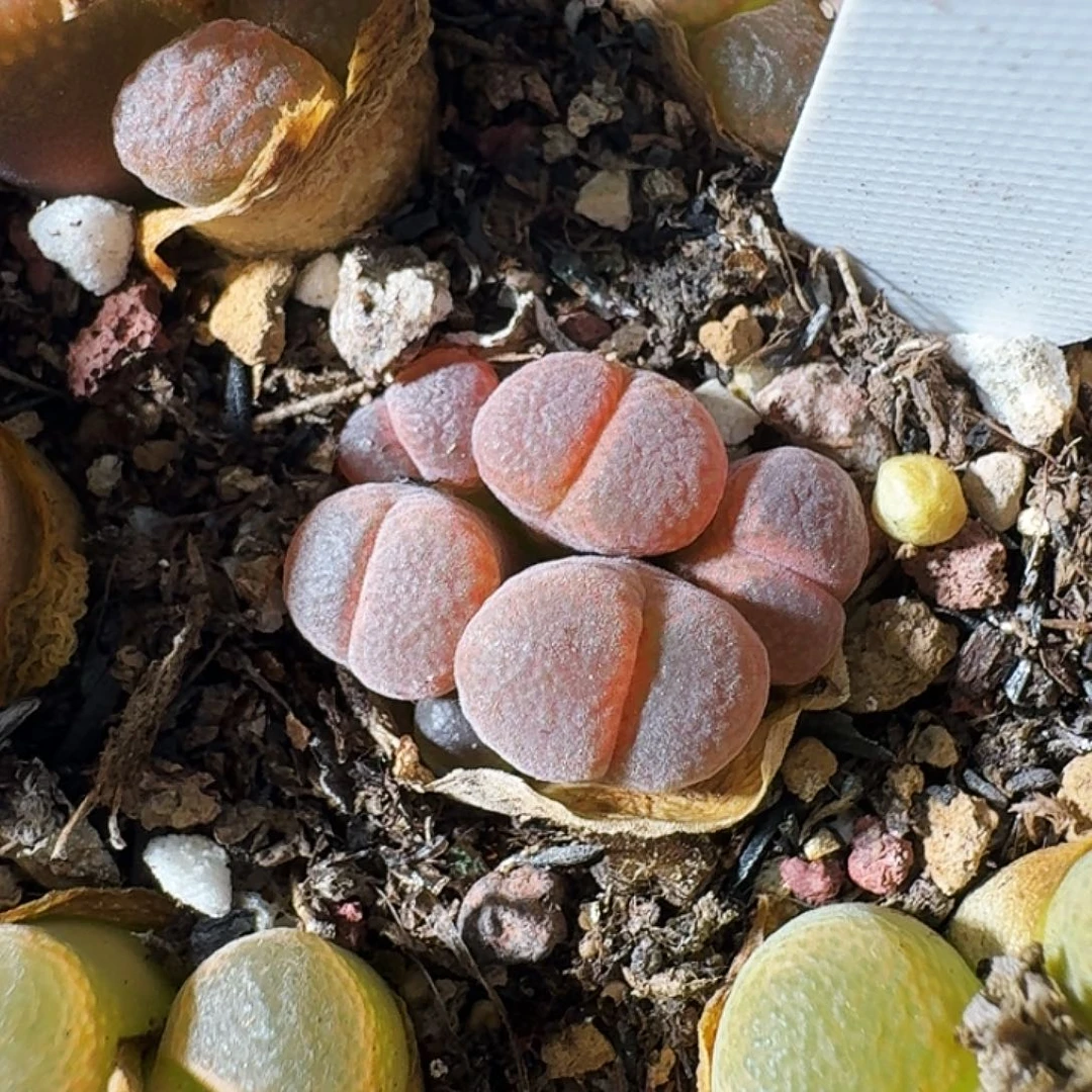 多肉植物福利风铃捡漏938