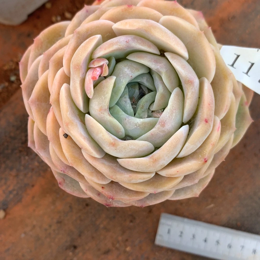 117杂交多肉老桩美肉