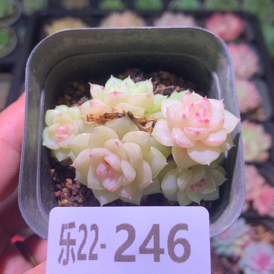 乐然22-246 白天鹅群