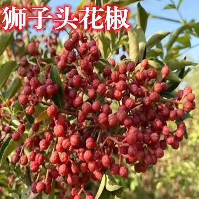 大红袍花椒树苗抗寒高产苗盆栽地栽南方北方庭院种植耐寒花椒树苗