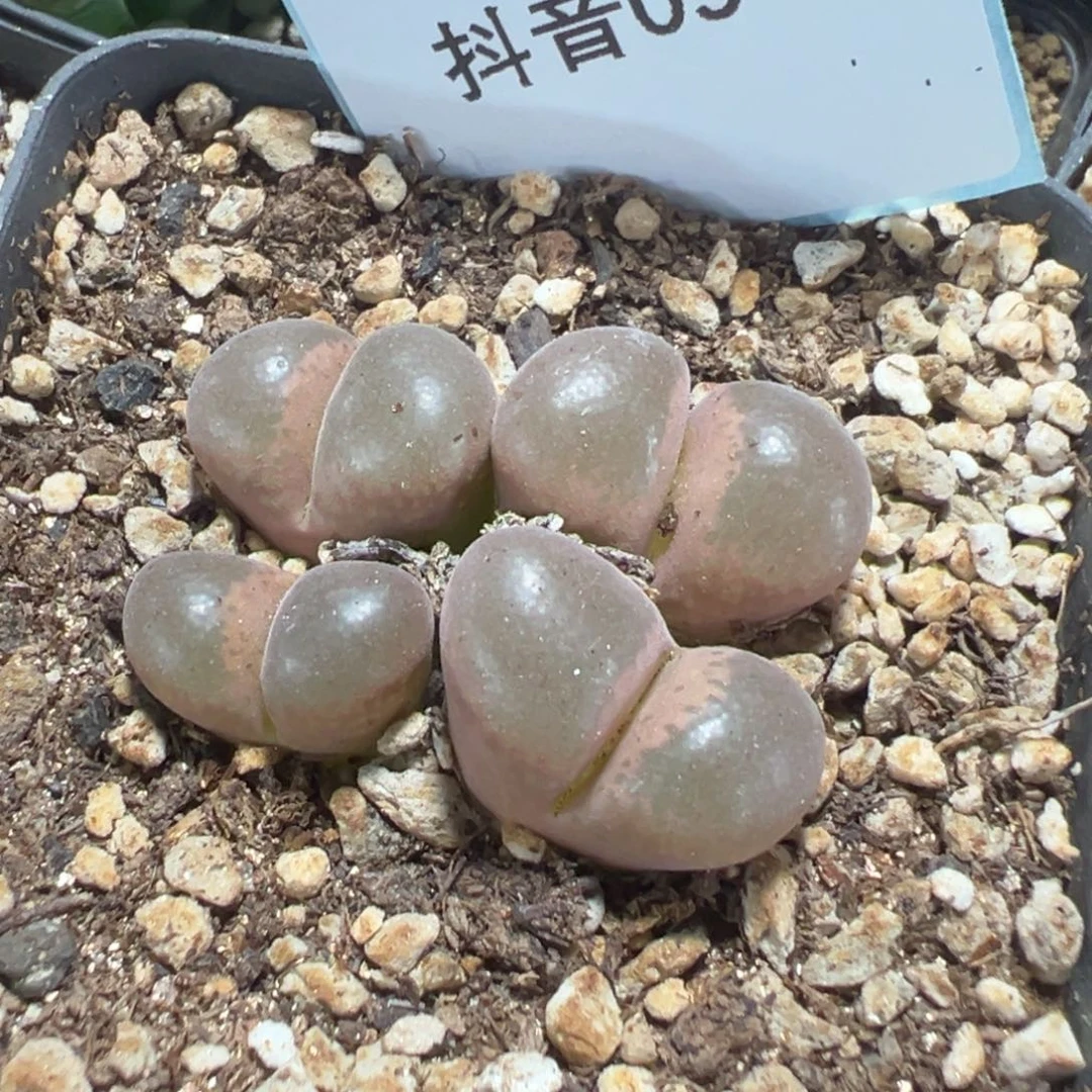 9-19肉锥多肉植物，