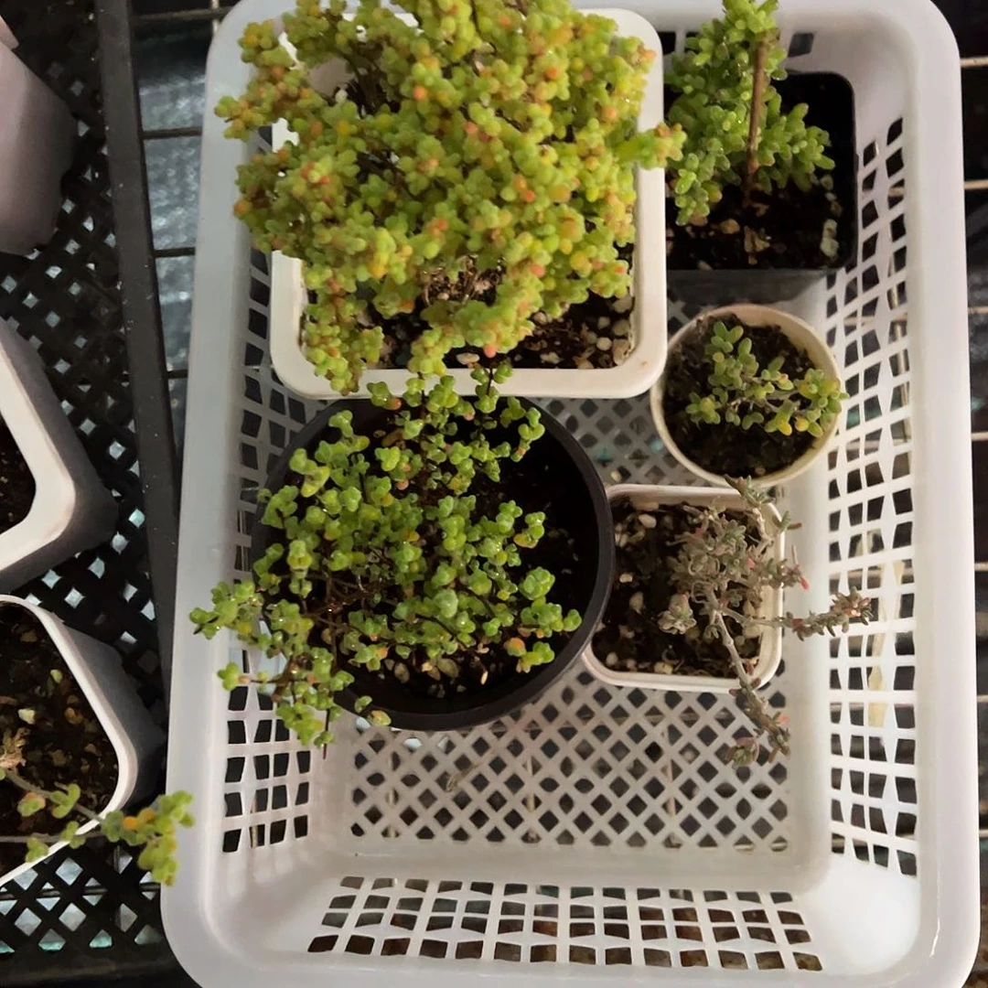 蜜橘老桩1101造型