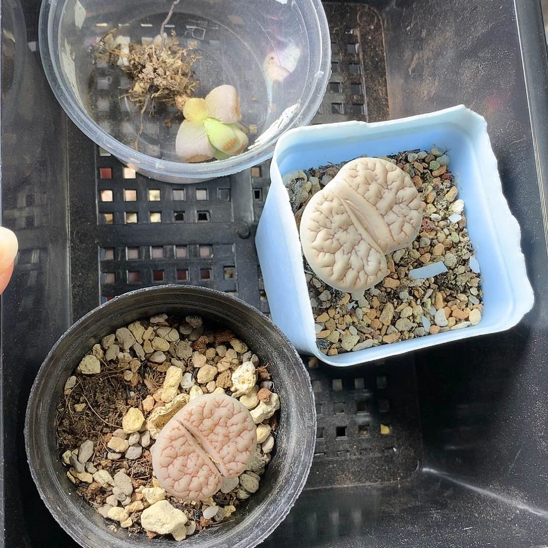冰***茄D479多肉植物保护研究所