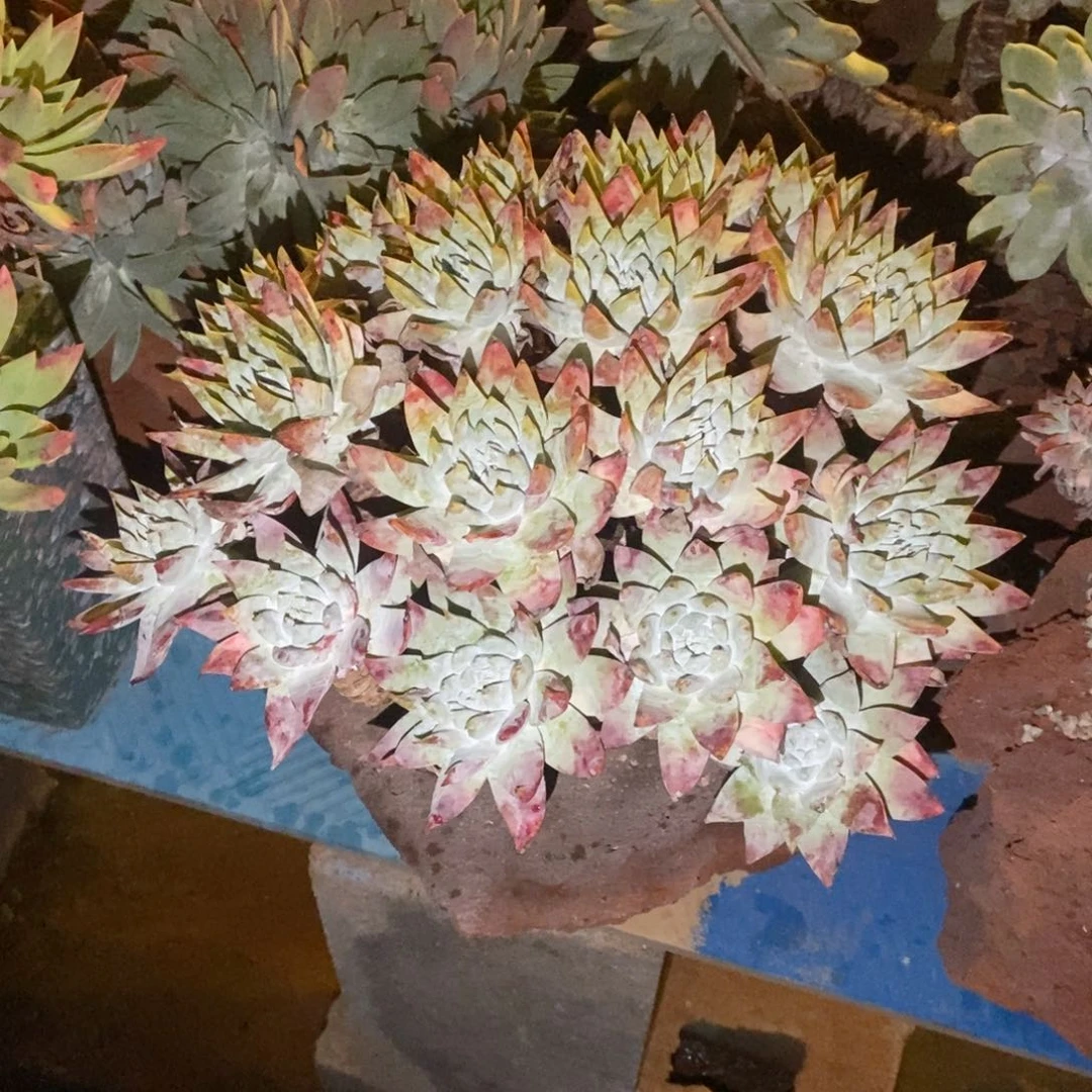 苹果叶雪山二代多肉植物
