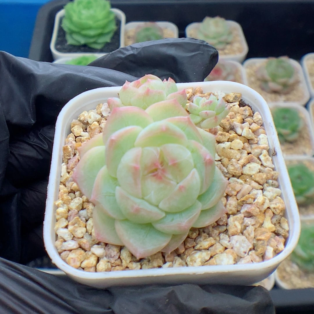 58包邮  群生不包整糖心6