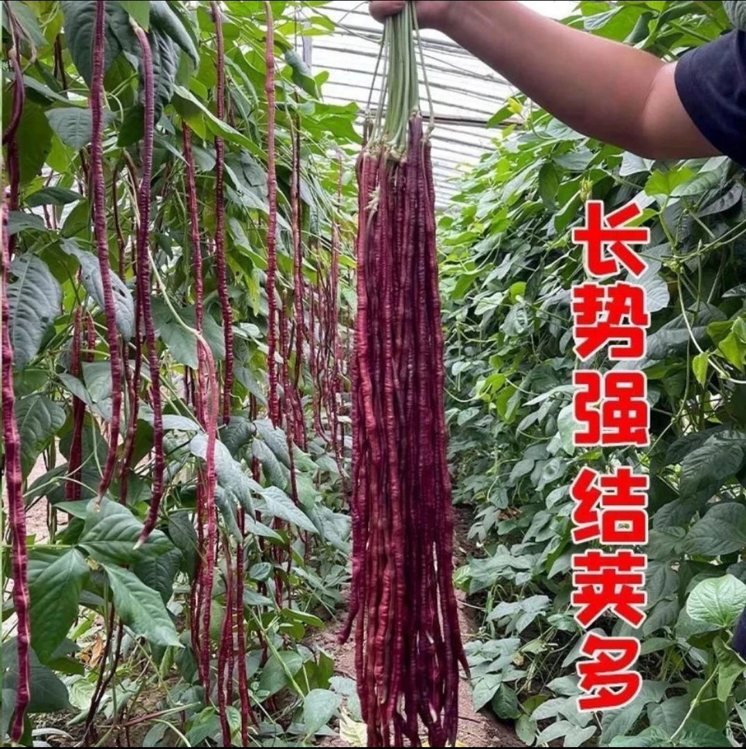 【紫豇豆种子】蔬菜夏季紫长豆角种子红豇豆高产红色豆