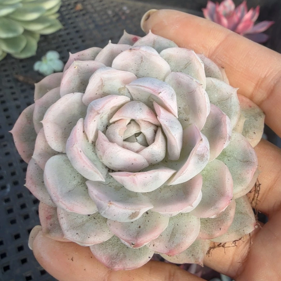 雪球锦腹欧你锦一颗多肉锦