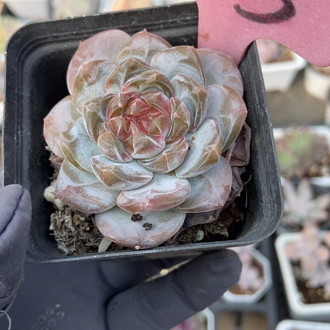 143冰魄多肉植物多肉