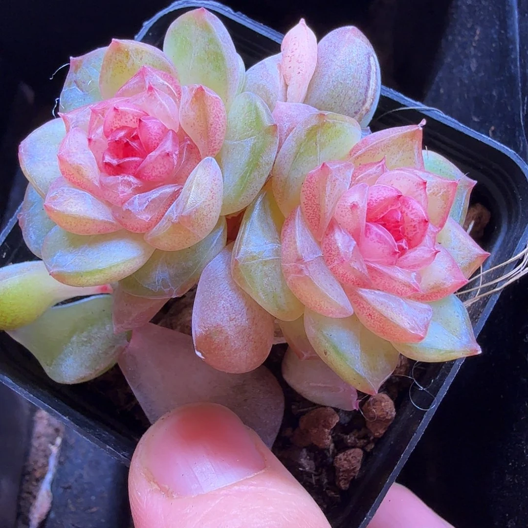 肉肉专拍紫烟双头