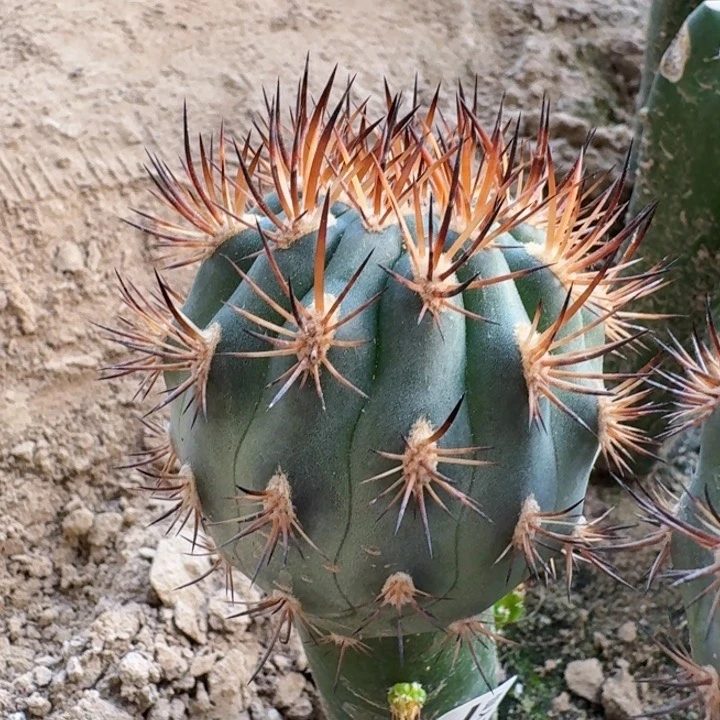 793苗接逆爆丸仙人球