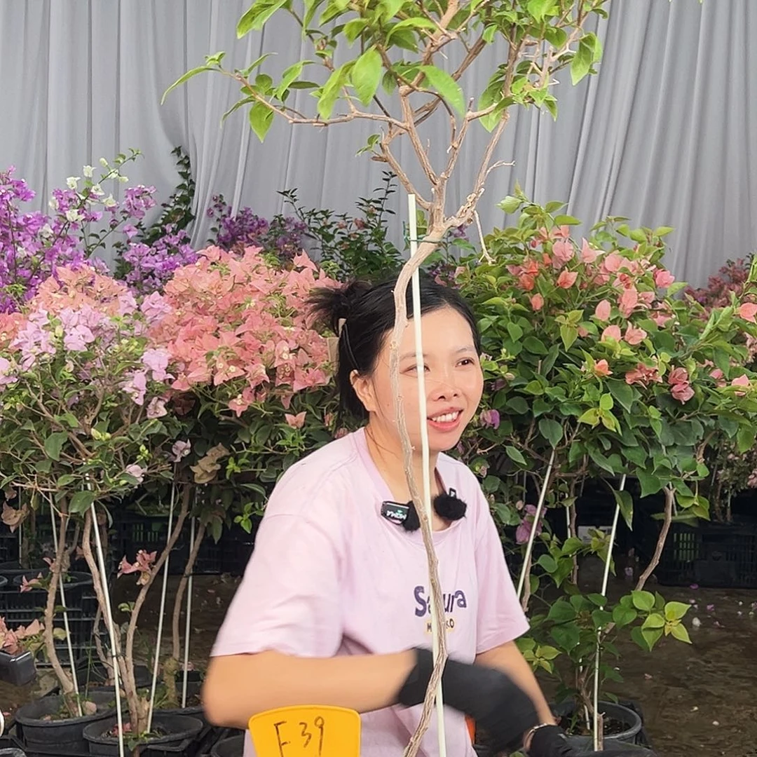 林***～大部分花苞少量开放F39苏瓦娜