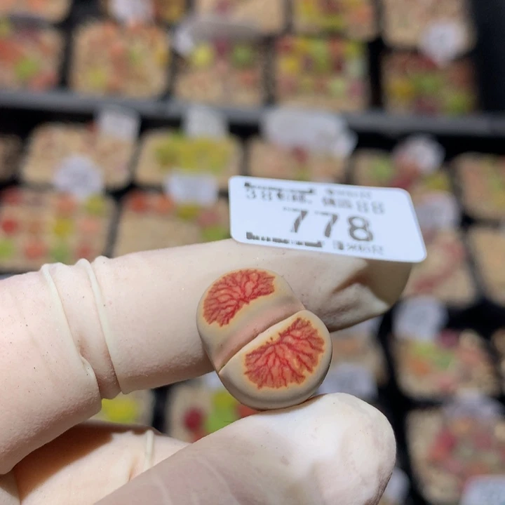 我**甜Zzz精品生石花778