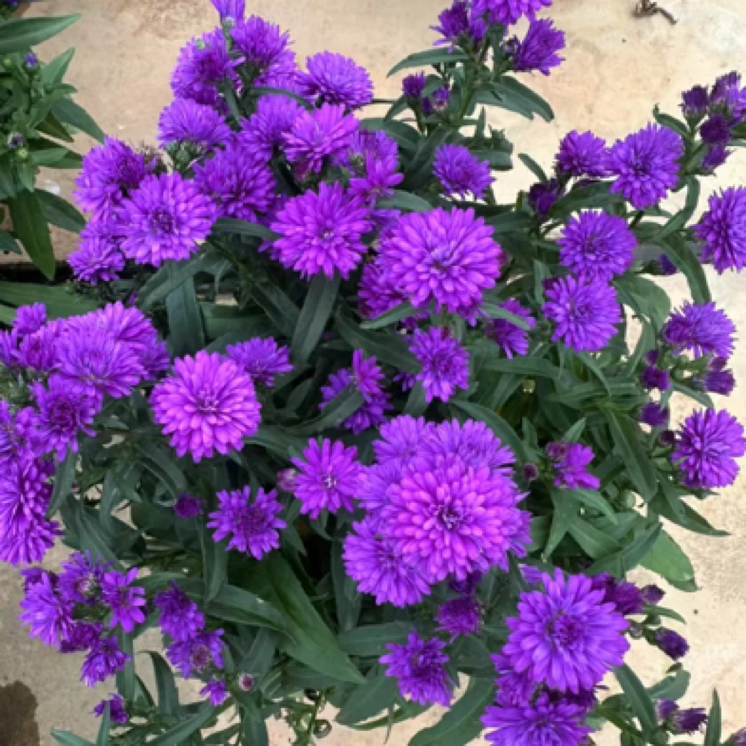 翠菊紫菀盆栽重瓣高颜值耐寒耐热多年生庭院阳台开花植物好养