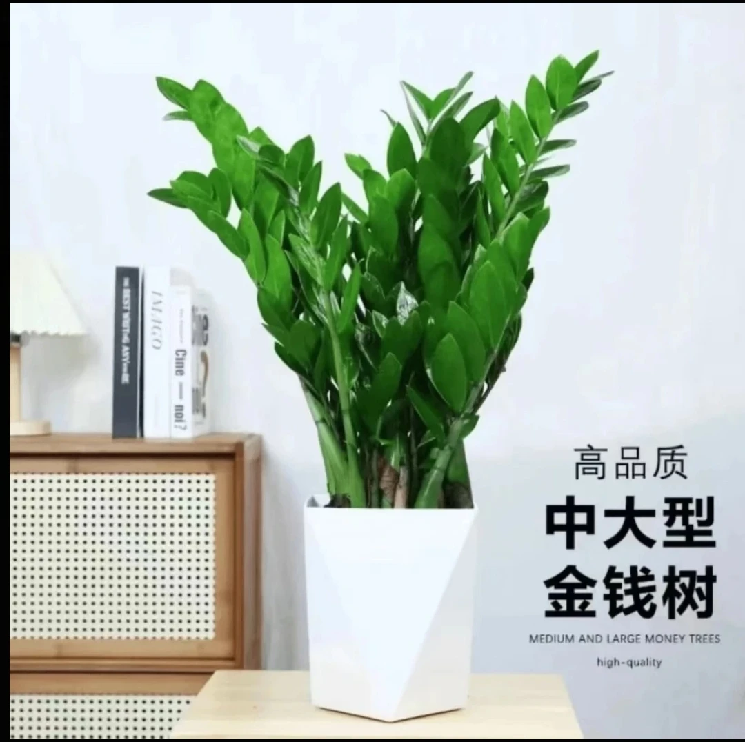 【A级】精品金钱树含盆60-70Cm绿植盆栽好养活乔迁开业送礼