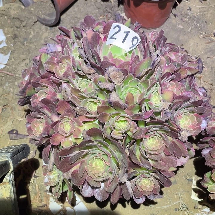 多肉植物法师219安娜