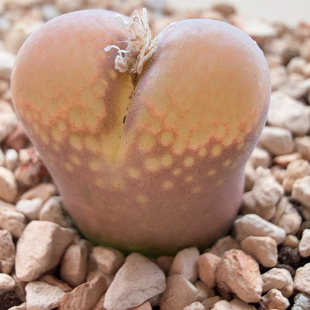 2.7.93/Cm10风铃/多肉植物