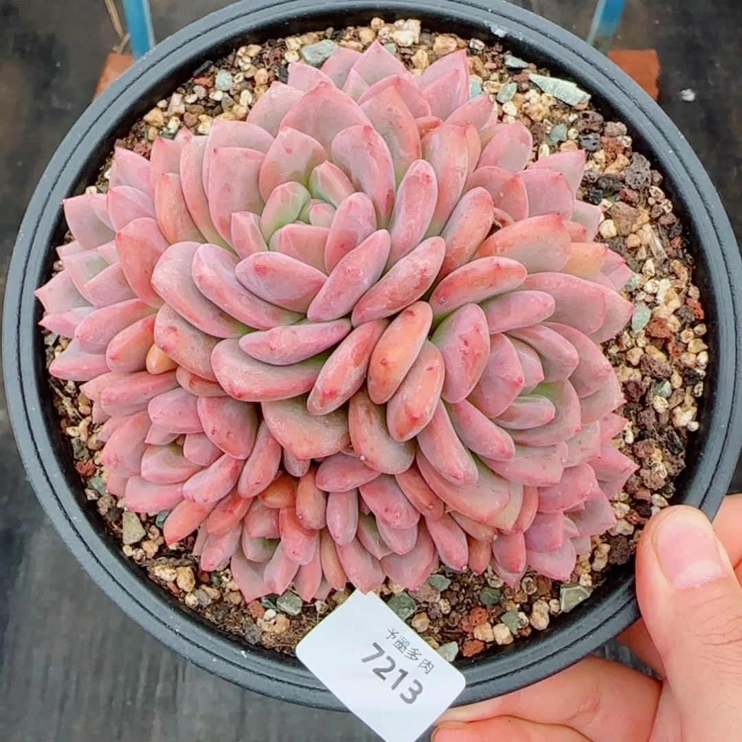 爱丽儿无砍，7213多肉植物