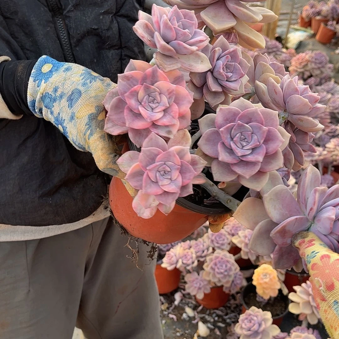 苏*苏多肉植物紫乐景C26