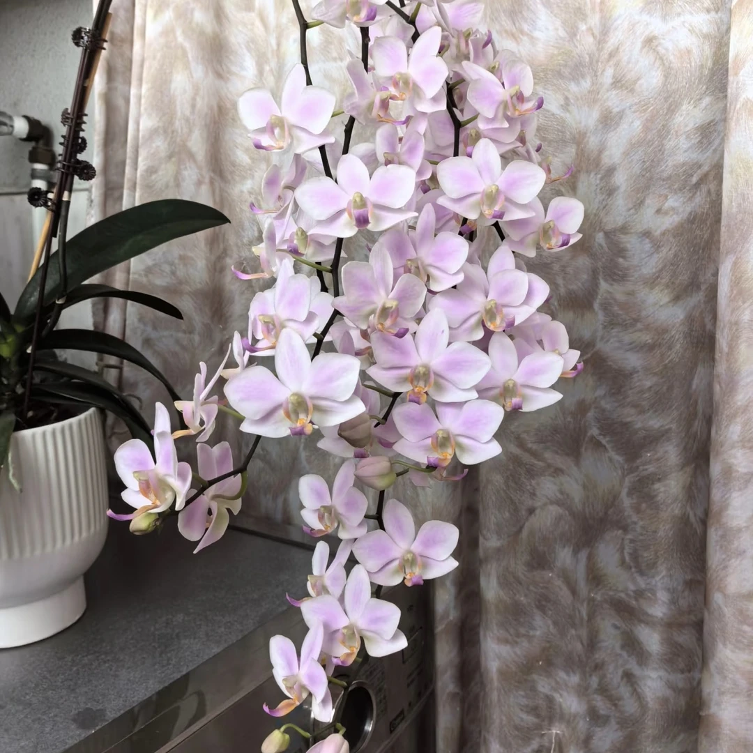 植趣花卉【残雪】夏花3.5寸叶损苗 有晒伤和开裂 无根 介意勿拍