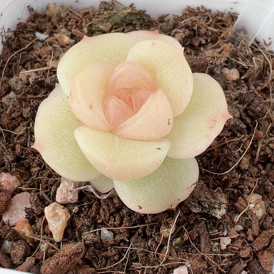 【闪购商品】清**十92号哈哈哈哈哈